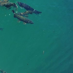 Meet your Posher, Cate